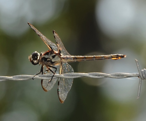 Female
2009_07_12_FL